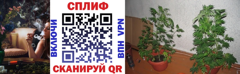 mega маркетплейс  Новозыбков  Конопля конопля 